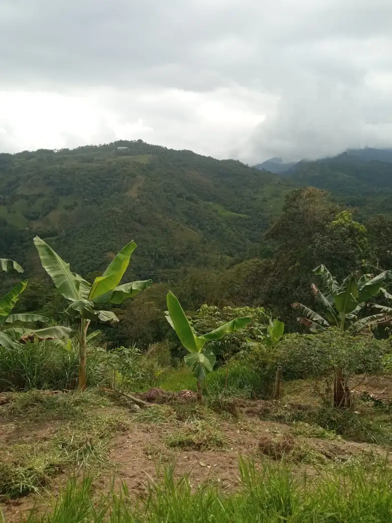 LOTE VÍA SASAIMA - LA VEGA - Image 5