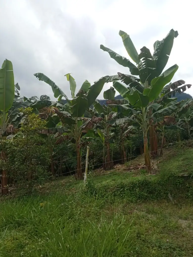 LOTE VÍA SASAIMA - LA VEGA - Image 7