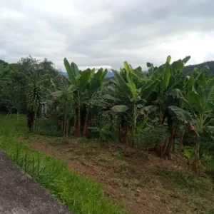 LOTE VÍA SASAIMA - LA VEGA